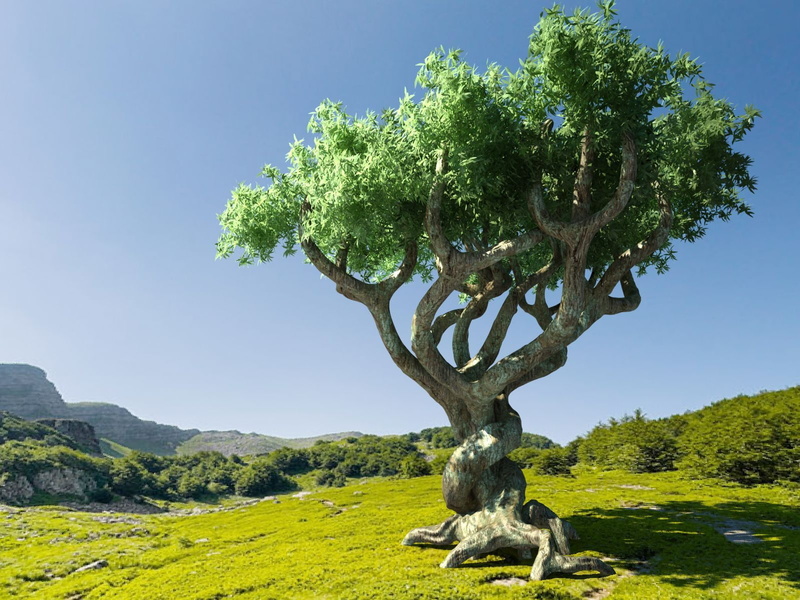growth, arbol, grass, outdoors, landscape, day, scenics - nature, viejo, naturaleza, environment, green color, field, tree, beauty in nature, clear sky