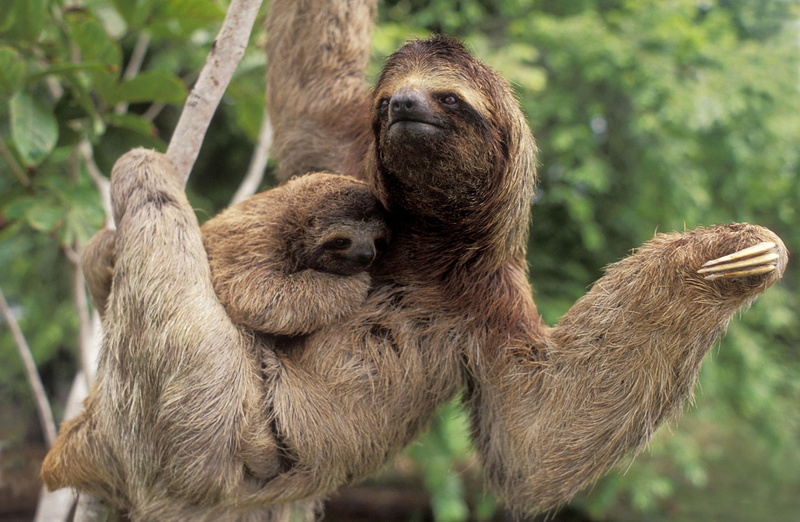 brown, animal wildlife, tree, With, animal family, Baby, Three, group of animals, sloths, Sloth, Wild, two animals, no people, plant, vertebrate, young animal