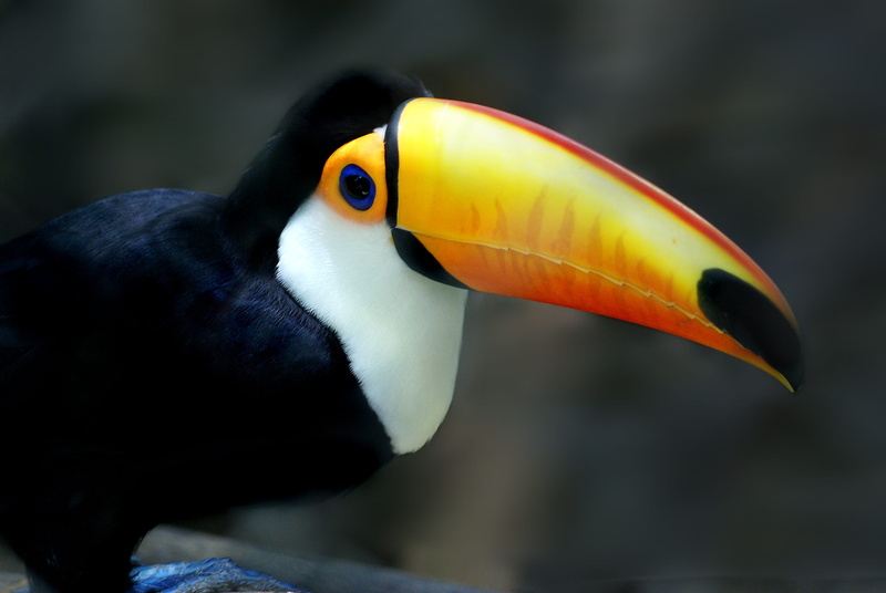 looking, yellow, outdoors, nature, Bird, multi Colored, Tucano, animal themes, day, animal body part, hornbill, tropical Rainforest, focus on foreground
