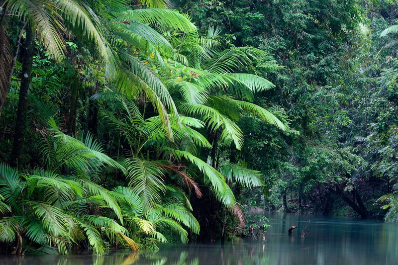 nature, beauty in nature, landscape, tropical climate, non-urban scene, palm, scenics - nature, jungle, day, rainforest, no people, tropical tree, foliage
