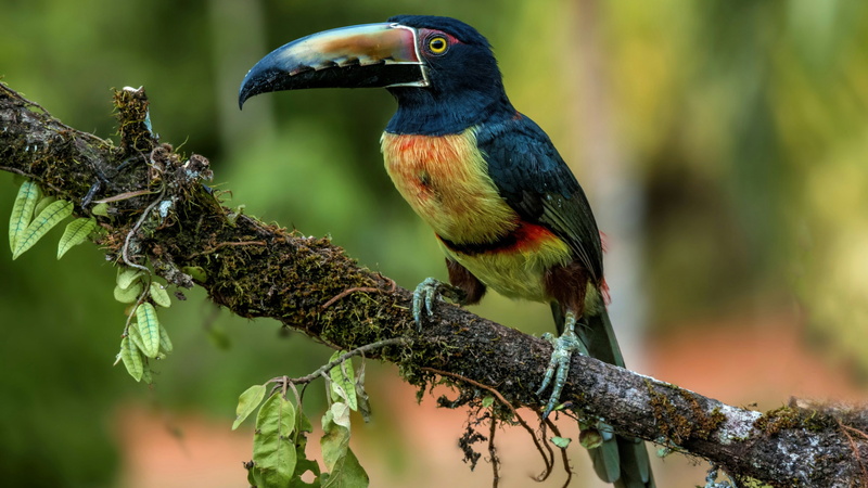 nature, toucan, outdoors, animals in the wild, bird, no people, animal, close-up, 4K, kingfisher, mossy, day, wildlife, focus on foreground, rainforest