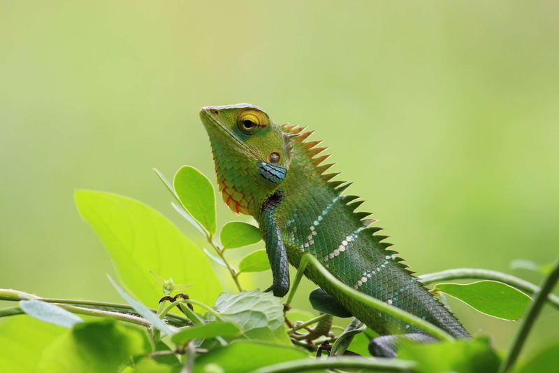 lizard, selective focus, leaf, 4K, tropical, one animal, close-up, animal, outdoors, animal body part, green color, no people, nature, looking, animal wildlife