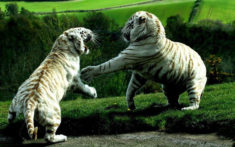 white tigers, animals in the wild, day, two, cat, white tiger, vertebrate, land, tiger, big cat, aggression, feline, two animals, animal wildlife, animal