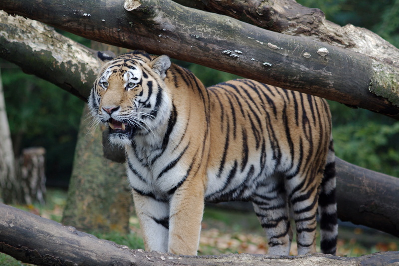 no people, vertebrate, Hamburg, feline, cat, carnivora, animals in the wild, animal themes, outdoors, striped, big cat, 2K, Zoo, whisker, Bengal tigers