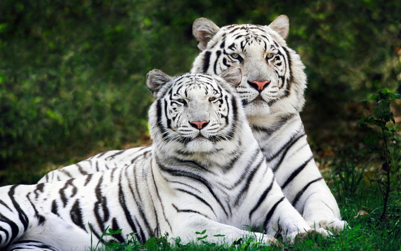 widescreen, tigers, white, bengal, 1080P