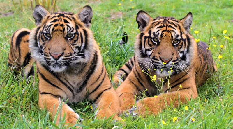 grass, tiger, bengal, tiger cubs, cubs, holiday, tigers, predator, couple, 2K