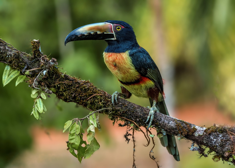 birds, aracari, Toucan, 5K, collared aracari