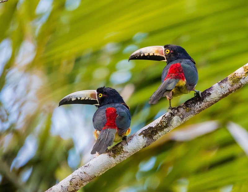 Toucans, Collared aracari, background, birds, a couple, 2K, branch, bokeh