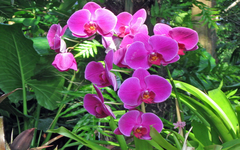 tropical, 1080P, phalaenopsis, orchids, pink, rainforest, flowers