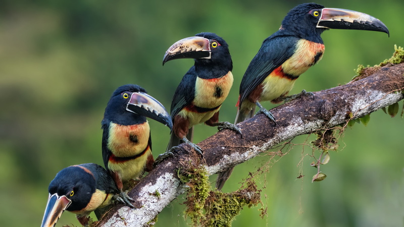 aracari, animal, beak, animal wildlife, collared aracari, two animals, plant, animal themes, 4K, close-up, focus on foreground, no people, branch, bird