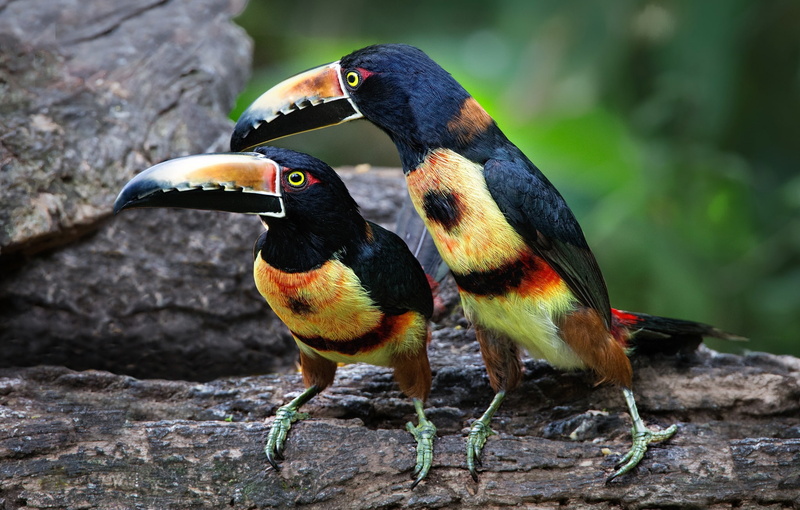 beak, collared aracari, bird, Toucan, pair, 1080P