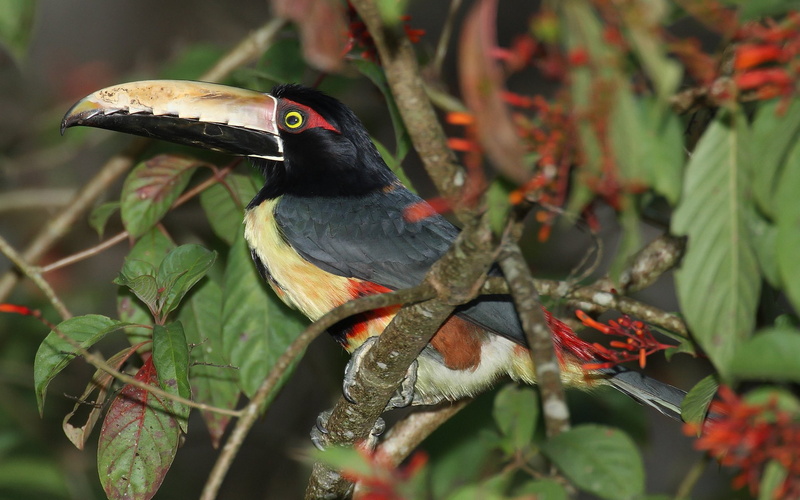 Toucan, Collared Aracari, 1080P, Bird, Birds