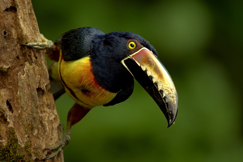 collared aracari, 4K, Toucan, beak