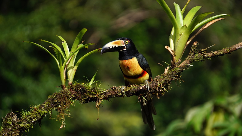 Collared Aracari, color Image, branch, animal wildlife, animals In The Wild, pteroglossus, Toucan, avian, kingfisher, vertebrate, plant, focus on foreground