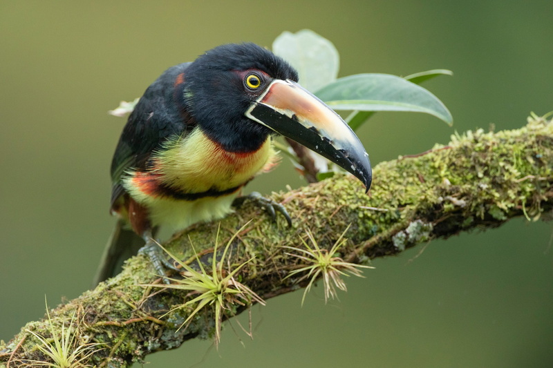 1080P, Collared aracari, background, branch, bird, Toucan