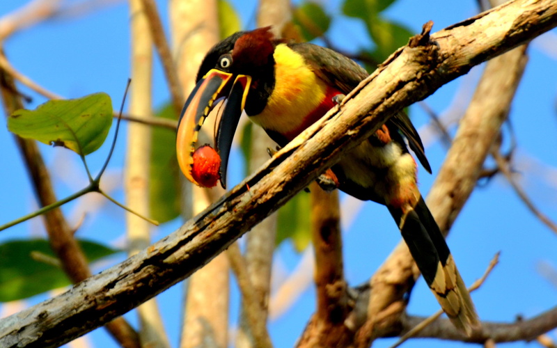 bird, one animal, aracari, focus on foreground, vertebrate, central, america, familynative, low angle view, perching, no people, chestnut, 2K, eastern