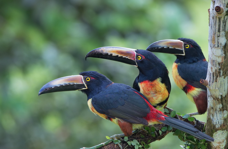 Wildlife, 2K, Birds, Toucan, Bird, Aracari