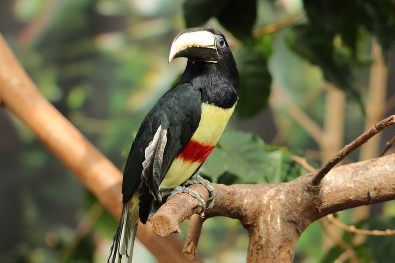 nature, toucan, vertebrate, black color, beak, south america, one animal, plant, pteroglosus aracari, animal themes, no people, hornbill, tree, day, fauna