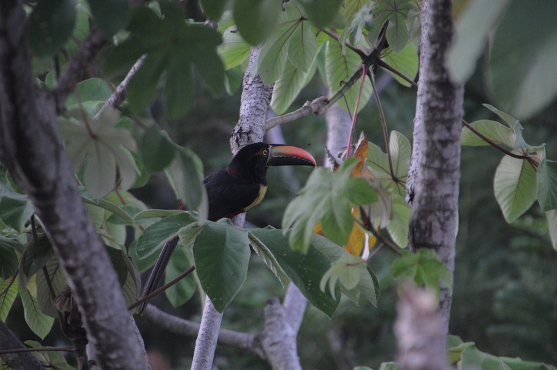 animal themes, animals in the wild, animal, day, leaf, selective focus, branch, plant part, 4K, perching, one animal, plant, outdoors, toucan, exotic