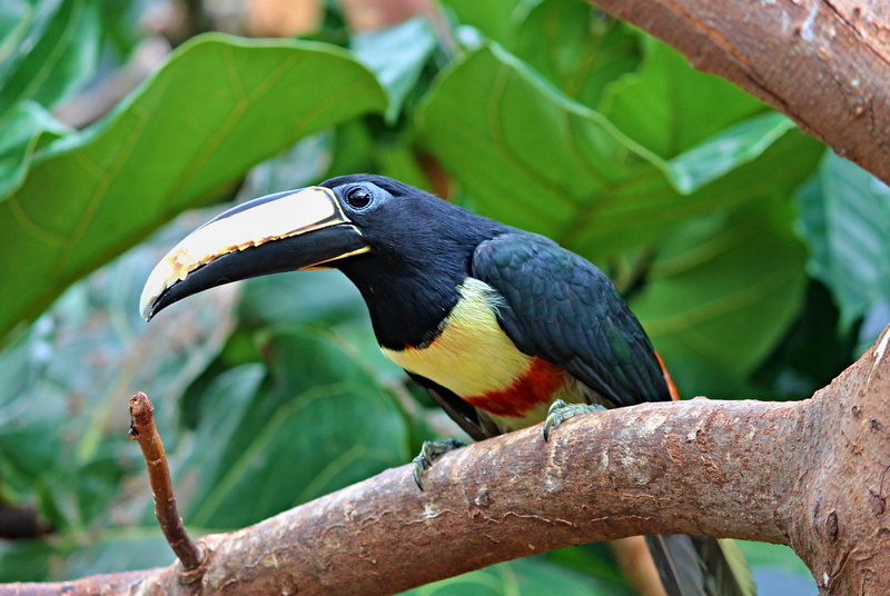 rainforest, nature, plumage, bird park, exotic, no people, pteroglossus aracari, one animal, focus on foreground, branch, feather, Sari, plant part, color