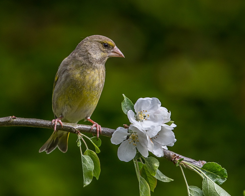 tree, bird, wildlife, green, 4K, Lens, Apple Tree, nature, branch, itchen abbas, Greenfinch, animal, blossom, apple, brunch, gray, beak