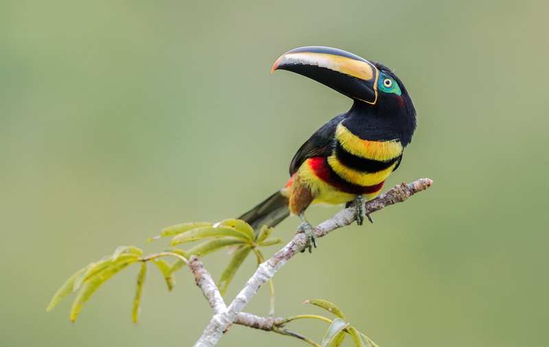 Toucan, 1080P, branch, MNOGOPROFIL aracari, bird, beak, background
