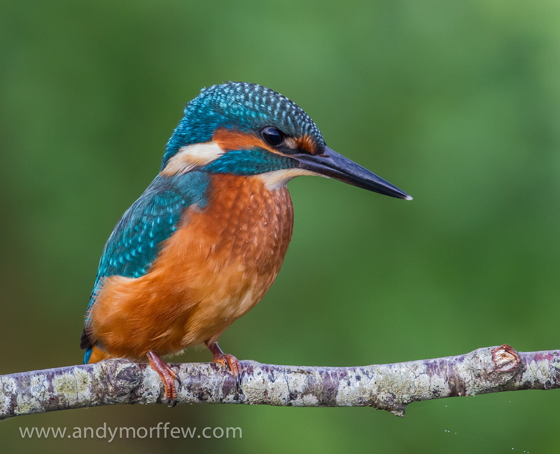 Hampshire, Fishers, branch, close, bird Watching, Kingfisher, wildlife, through the Lens, photo, brown, tree branch, bird, animal, multi Colored, blue