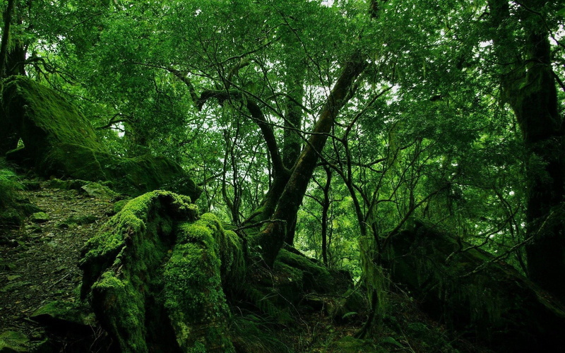 moss, jungle, thickets, wood, 1080P, lianas, green