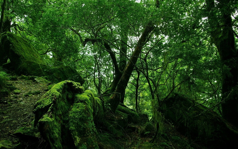 tropical Climate, tree trunk, lianas, scenics, freshness, sunlight, mountain, scenics - nature, non-urban scene, plant, environment, leaf, day, outdoors