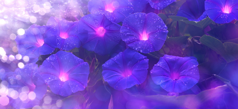 bokeh, nature, flowers, background, Rosa, 4K, drops, morning glory, eel, purple, leaves, Liana