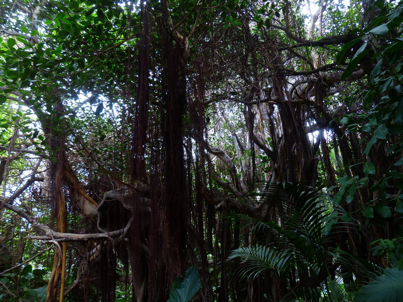 plant, land, beauty in nature, 4K, green color, forest, bamboo - plant, scenics - nature, tree trunk, Jungle, growth, lush foliage, day, tree, rainforest