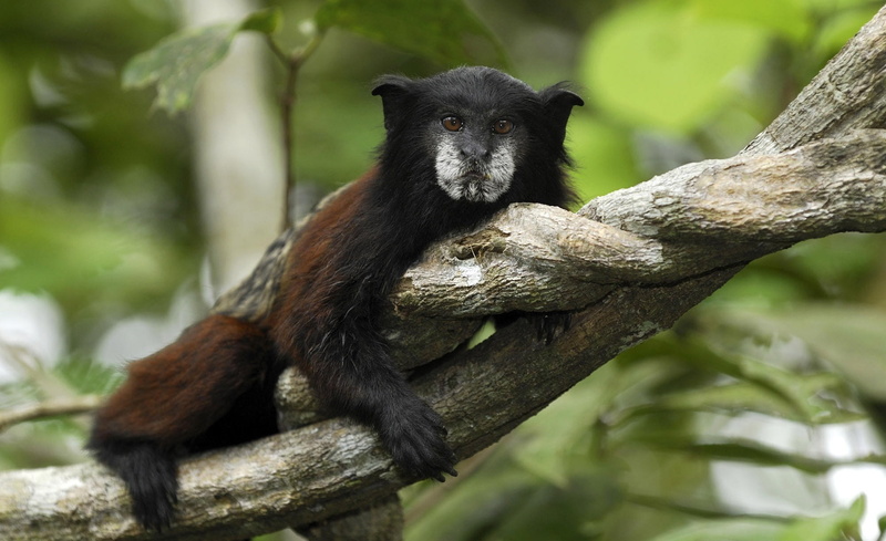 monkey, National, black, Back, primate, Animals, branch, Tamarin, one animal, animal, day, vertebrate, Liana, animals in the wild, Resting, mammal, Saddle