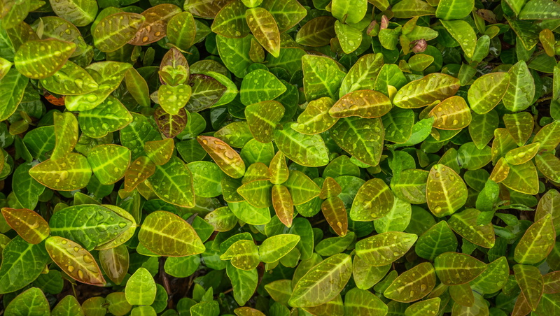 growth, nature, day, 4K, herb, outdoors, beauty in nature, leaves, backgrounds, food, plant, leaf, green, no people, high angle view, water, textured