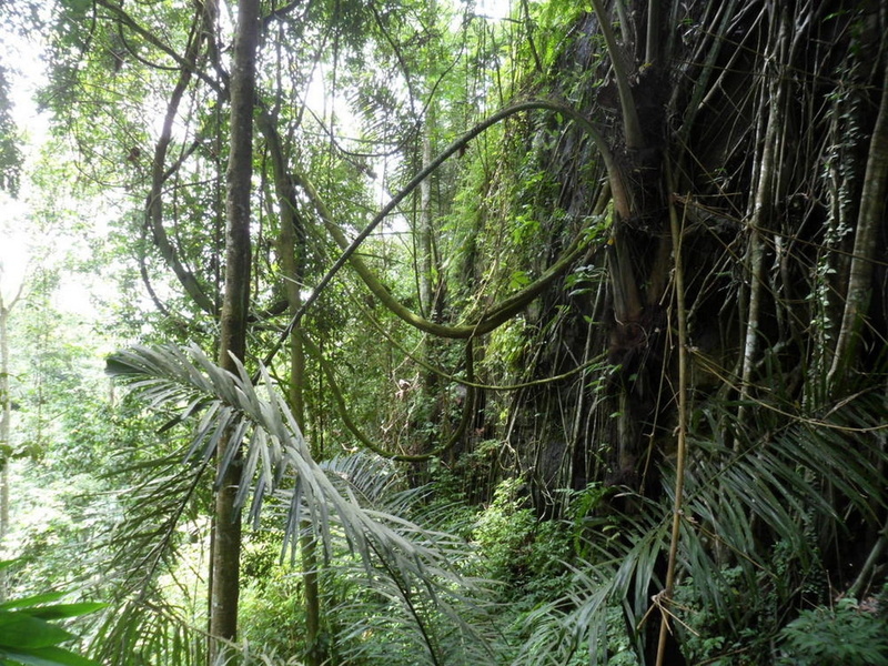 rainforest, lush foliage, tree trunk, tree, trunk, outdoors, forest, no people, day, lianas, bamboo - plant, beauty in nature, nature, branch, tranquil scene
