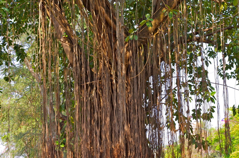 plant, bamboo - plant, nature, tree, lake, growth, land, water, tree trunk, green color, mekong river, no people, tropical climate, 4K, asia, tree giant