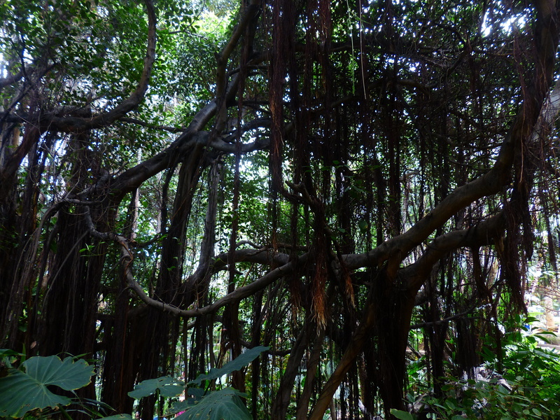 tree canopy, Trees, branch, woodland, tranquility, Tropical, tree, land, tree trunk, trunk, plant, scenics - nature, outdoors, tranquil scene, nature, no people