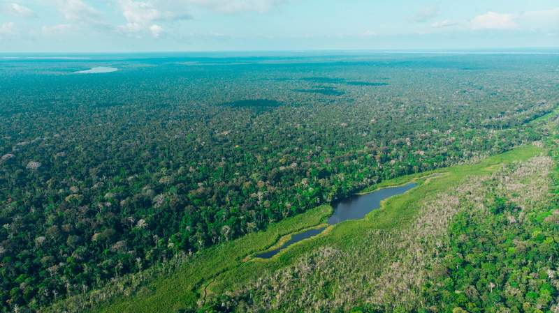 fonteboa, amazon, fish, growth, no people, 4K, brazil, solimoes, day, water, drone, green color, aerial view, aerial, idyllic, outdoors, land, plant, scenics - nature