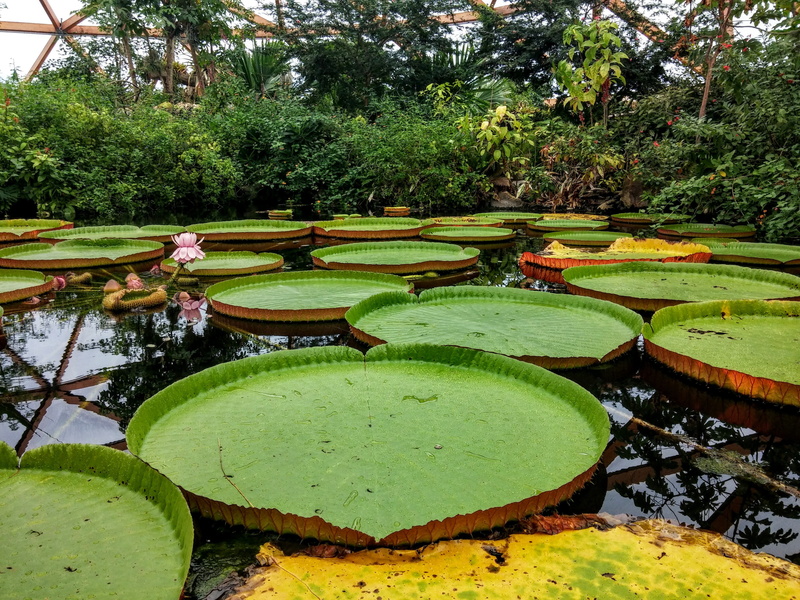 lily, river, green color, water lily, flower, zoo, flowers, lily pads, day, outdoors, beauty in nature, leaves, plant part, no people, pads, rotterdam