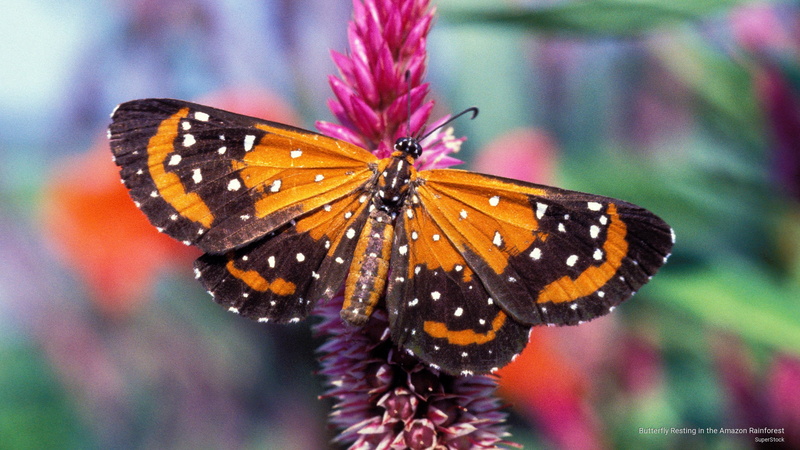 rainforest, butterfly, amazon, 2K, resting, Animals