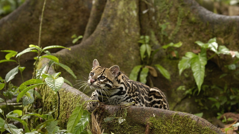 1080P, Rainforest, Ocelots, amazon, animals, Ecuador