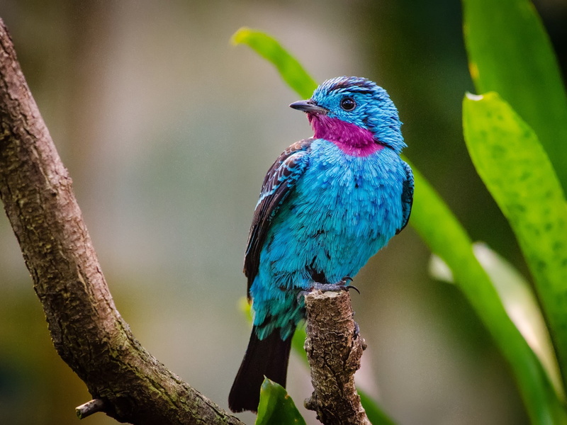 pink, blue, amazon rainforest, Bird, spangled cotinga, pasari, 1080P