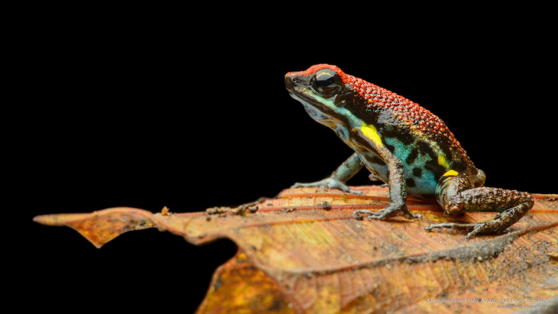Animals, sanguine, 2K, ecuador, poison, amazon, frog, rainforest