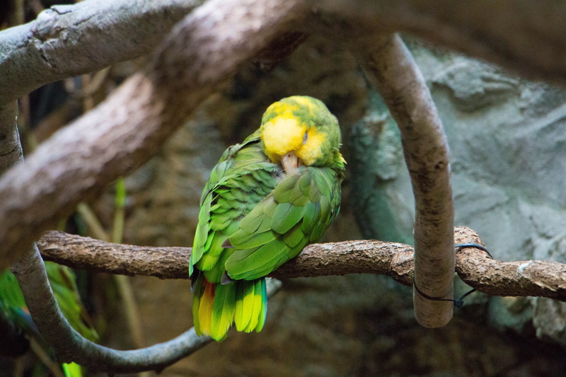 animals in the wild, nature, amazon, vertebrate, focus on foreground, animal wildlife, bird, tropical, rainforest, outdoors, jungle, parakeet, tree, parrot