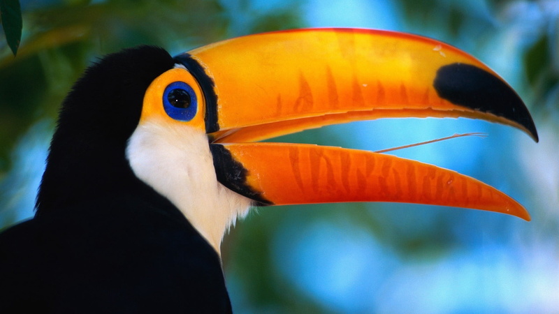 animals In The Wild, side view, no people, color Image, close-up, nature, day, forest, hornbill, animal head, exoticism, toucan, underwater, animal themes