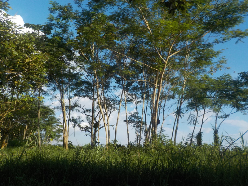 grass, 4K, no people, low angle view, nariño port, green color, amazon, beauty in nature, tree, forest, tranquility, nature, landscape, sky, growth, sunlight