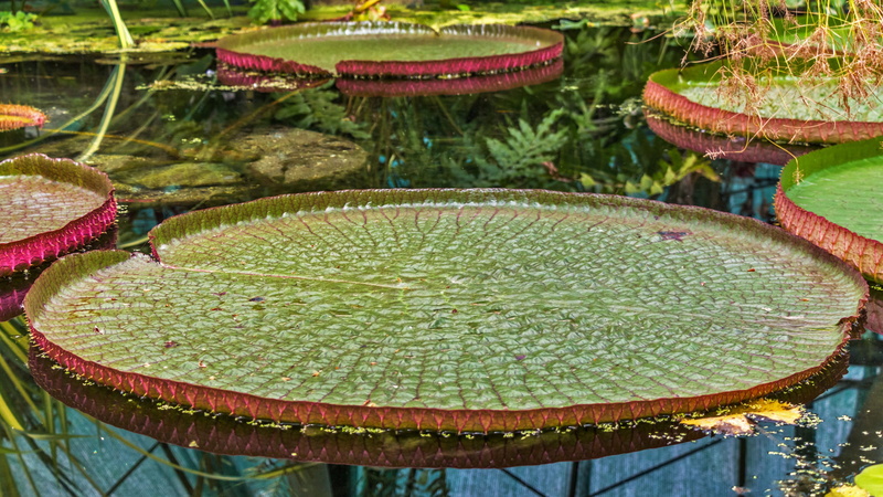 floating on water, freshness, outdoors, green color, lotus water lily, beauty in nature, lily, plant, pod, water, plant part, swim, pond, growth, green