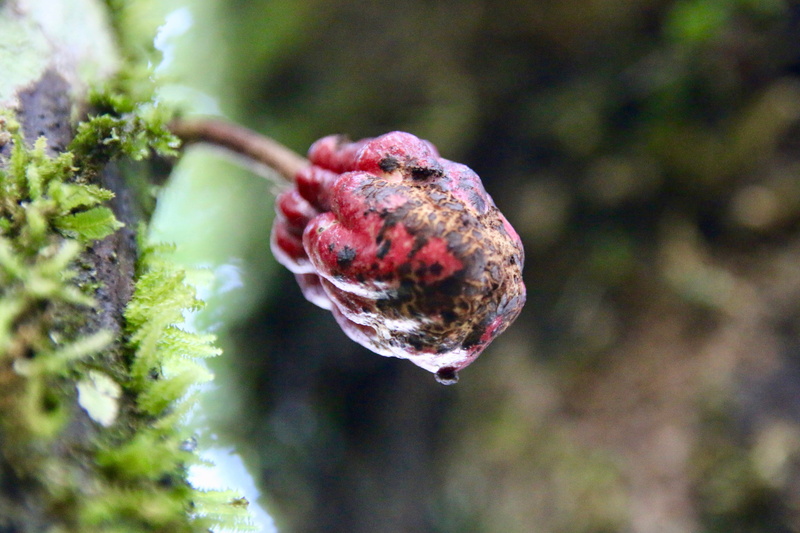 rainforest, 5K, no people, amazon, tranquility, plant, chocolate fruit, nature, moss, plant part, outdoors, close-up, green color, plant stem, bud, tree