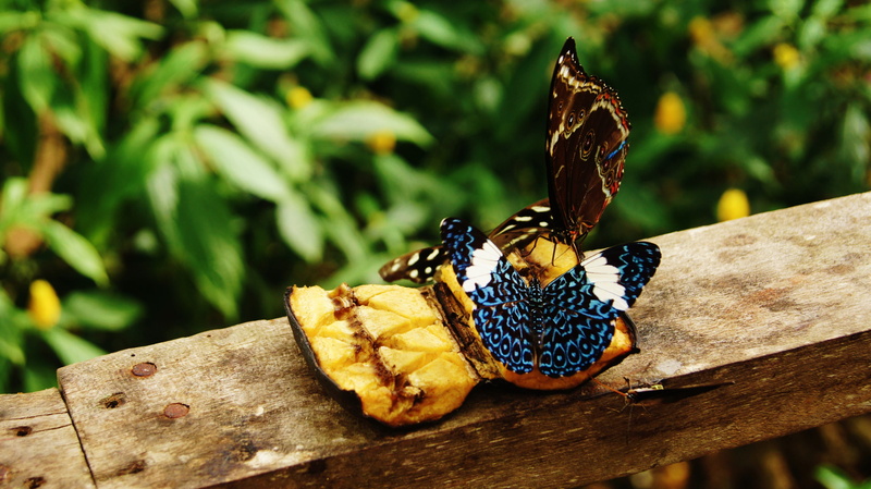 animal, plantain, close-up, animals in the wild, butterfly farm, puerto misahuallí, focus on foreground, animal themes, jungle, one animal, insect, outdoors