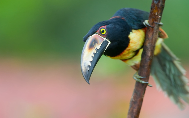 mouth open, branch, day, yellow, beauty In Nature, focus on foreground, no people, colors, 2K, pets, brazil, color Image, animals In The Wild, animal wildlife