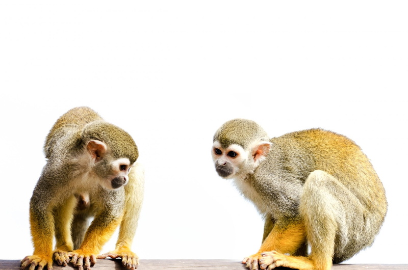 animal themes, togetherness, baboon, brown, squirrel, 1080P, group of animals, young animal, animal family, human-like, two animals, expression, animal wildlife